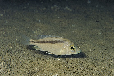Mylochromis sp. 'balteatus mozambique' Londo